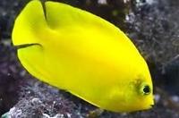 Yellow Angelfish Thumbnail