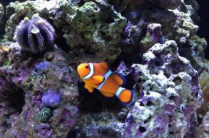 Ocellaris Clownfish