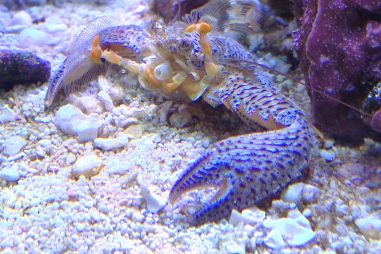 Porcelain Crab / Petrolisthes galathinus 142