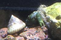 Emerald Crab Thumbnail