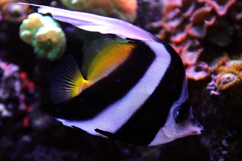 Schooling Bannerfish / Heniochus diphreutes 25