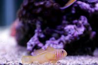 Green clown goby Thumbnail