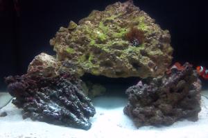 1st saltwater tank Thumbnail