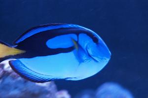 Blue Tang Thumbnail