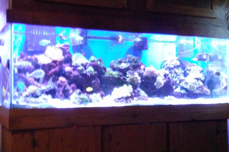 180 gal reef Thumbnail