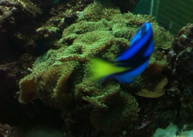 blue hippo tang