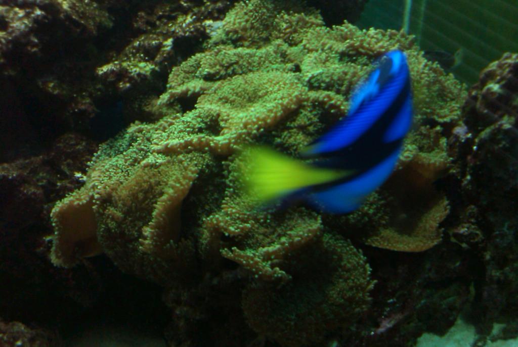 blue hippo tang