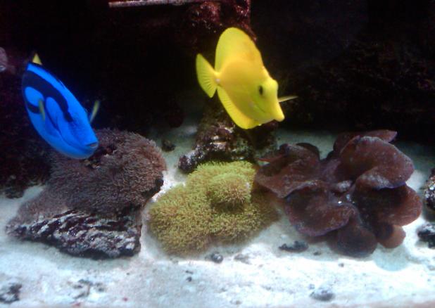 Yellow Tang