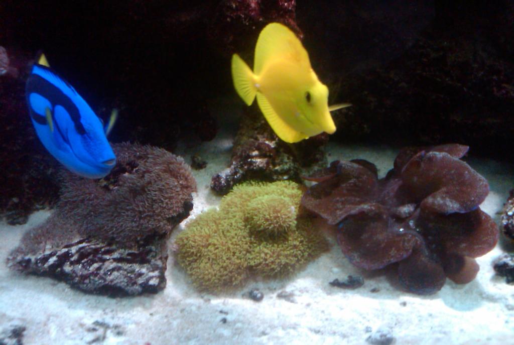 Yellow Tang