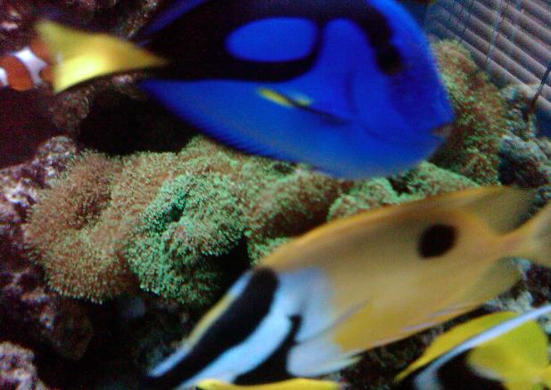 Foxface Rabbitfish