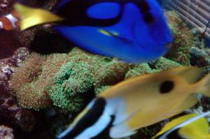 Foxface Rabbitfish