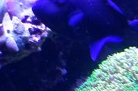 Niger Triggerfish Thumbnail