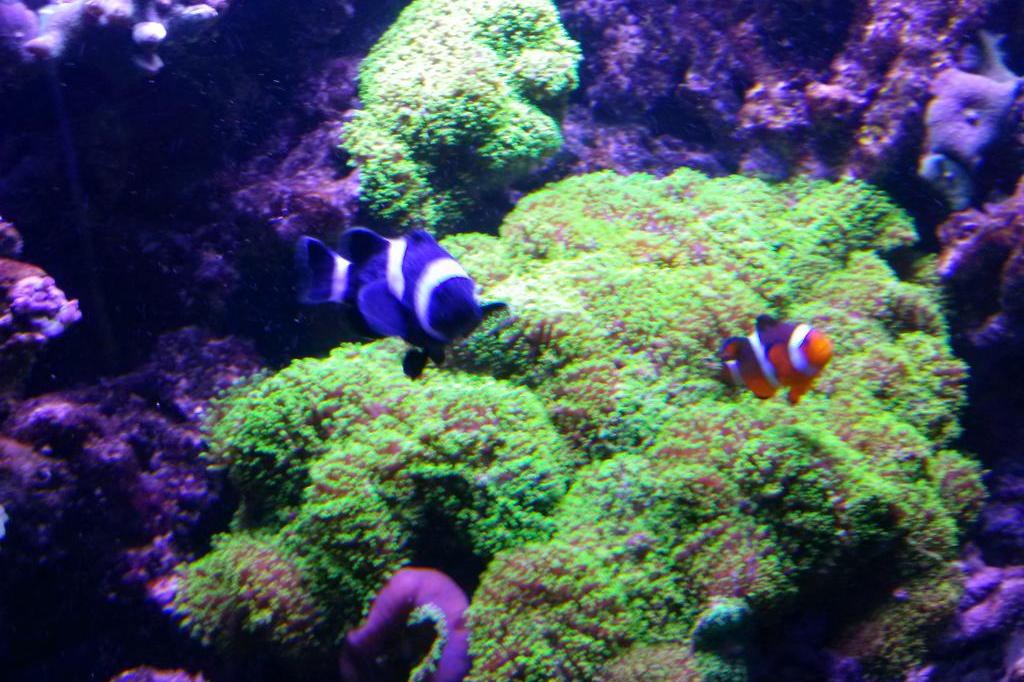 Black and White Ocellaris / Amphiprion ocellaris var Black and White 117