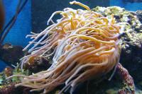 Long Tenacle Anemone Thumbnail