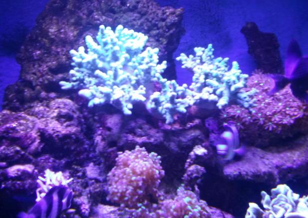 Thick Finger Leather Coral