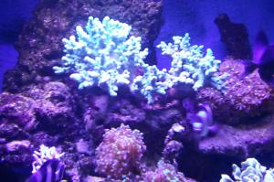 Thick Finger Leather Coral