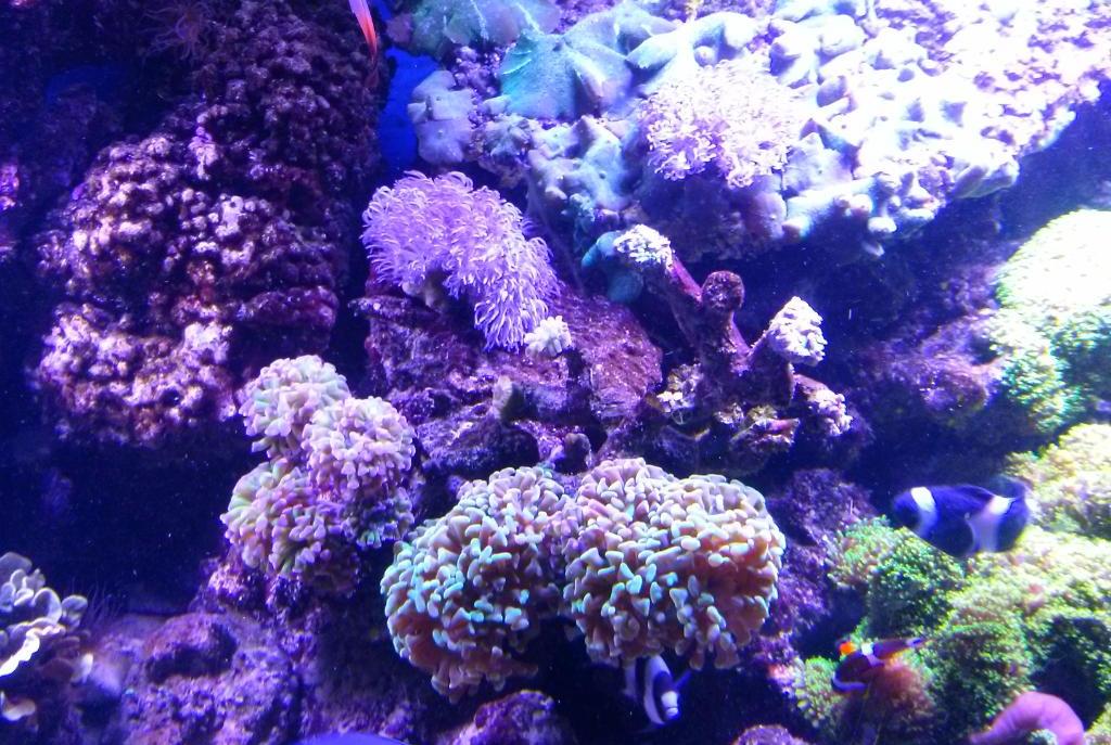 Hammer / Anchor Coral, Branching