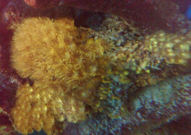 yellow polyps