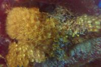 Yellow polyps Thumbnail