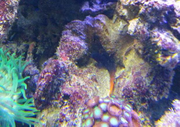 brown button polyps