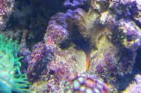 brown button polyps Thumbnail