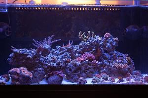 67g Rimless Reef Thumbnail