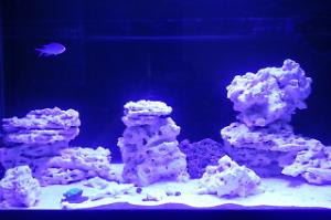 40B Mixed Reef Thumbnail