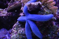 Linckia Sea Star Thumbnail