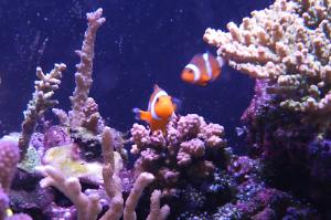 Ocellaris Clownfish Thumbnail