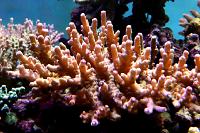 Acropora Sp Thumbnail