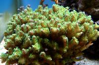 Pocillopora Thumbnail