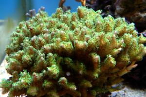 Pocillopora Thumbnail