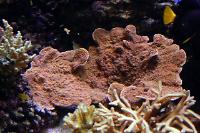 Montipora sp Thumbnail