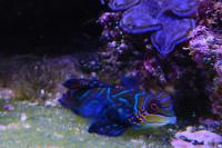 Mandarin Goby Thumbnail