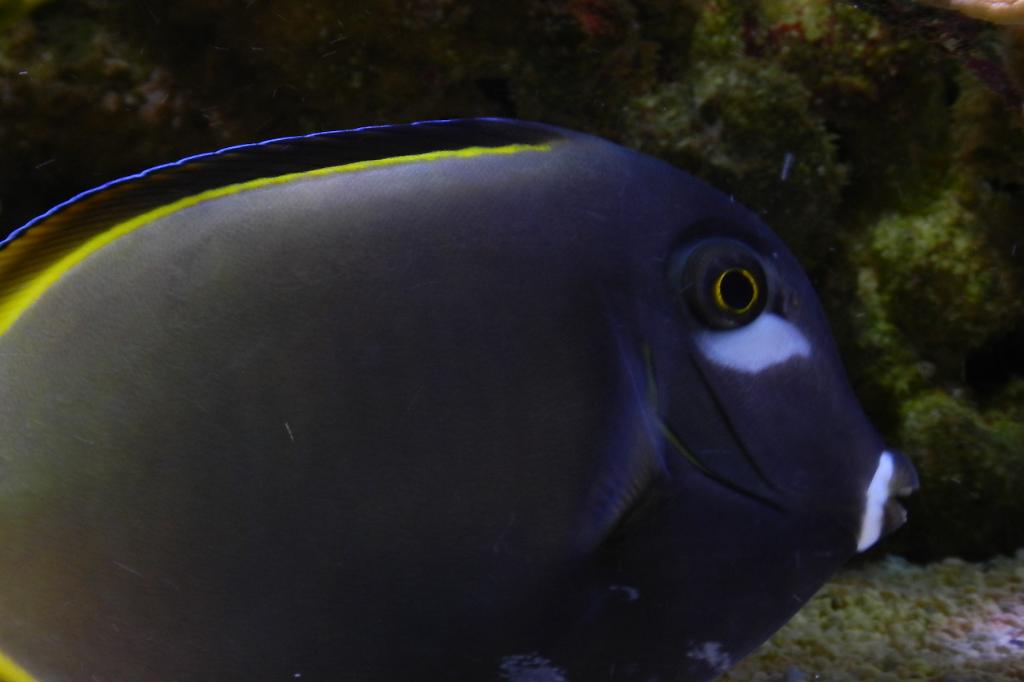 Whitecheek Tang / Acanthurus nigricans 21