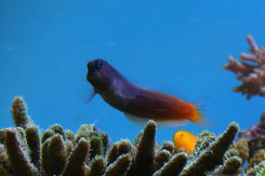 Bicolor Blenny Thumbnail