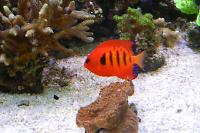 Flame Angelfish Thumbnail