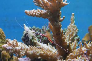 Red Line Cleaner Shrimp Thumbnail