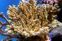 Acropora Coral Thumbnail