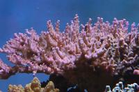 Acropora Coral Thumbnail