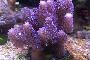 Stylophora Coral Thumbnail