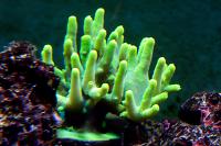 Acropora Coral Thumbnail