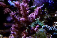 Acropora Coral Thumbnail