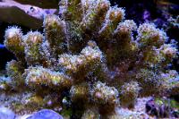 Pocillopora Thumbnail