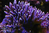 Violet Acropora Thumbnail