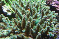 Green Acropora Thumbnail