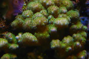 Pocillopora Thumbnail