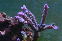 Acropora Coral Thumbnail