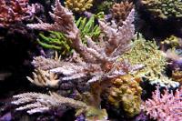 Acropora Coral Thumbnail