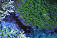 Acropora deswalli Thumbnail